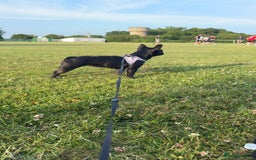 French Bulldog dogs for sale: Luna the Frenchie *FREE* - Image 10