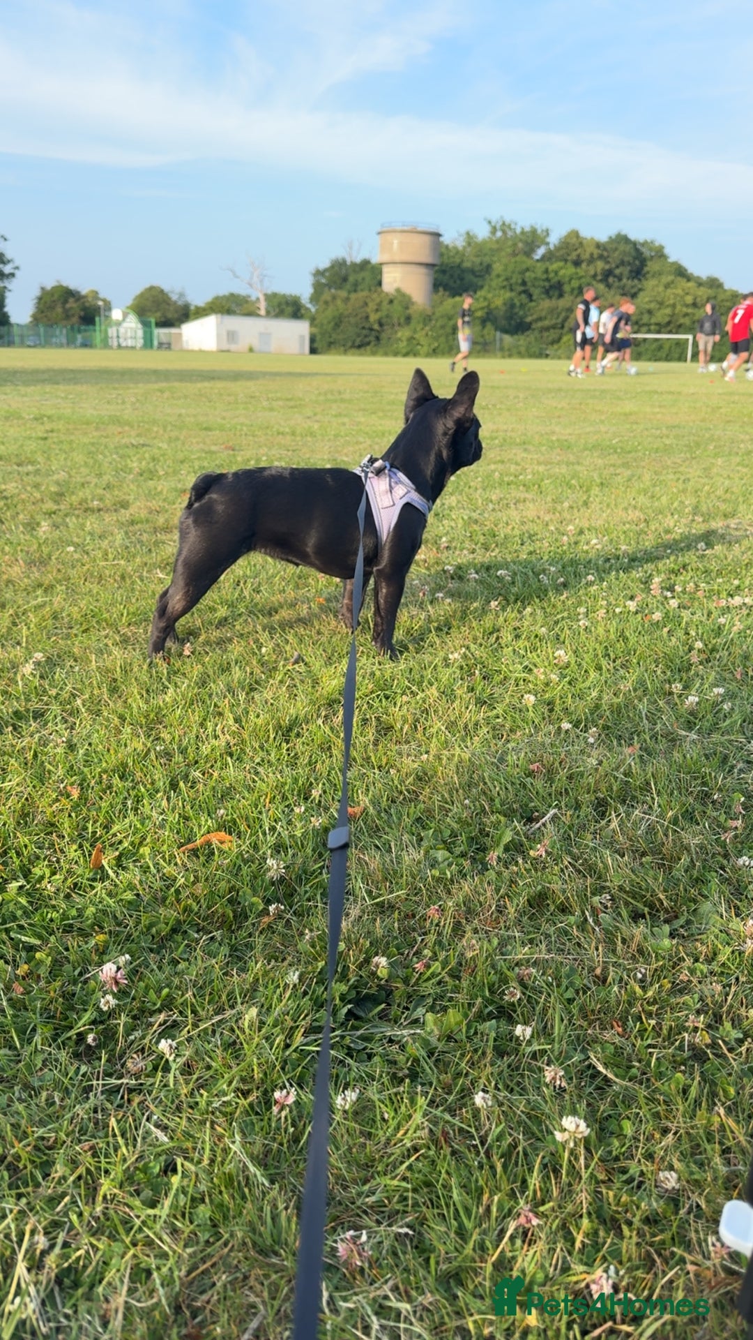 French Bulldog dogs for sale: Luna the Frenchie *FREE* - Image 10