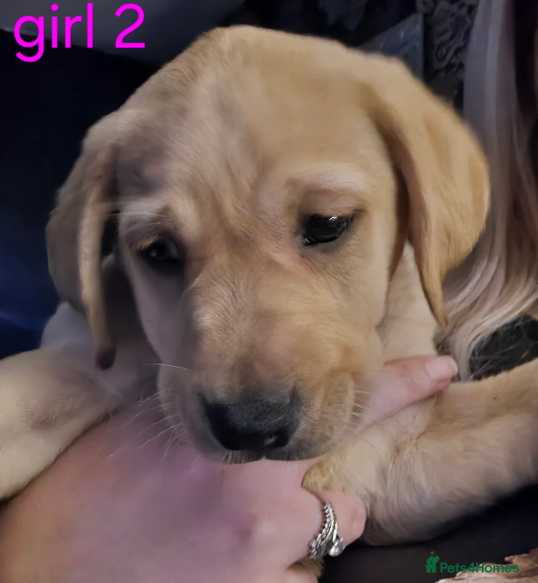 Labrador Retriever dogs for sale: 4 beautiful labrador puppies  - Advert 12