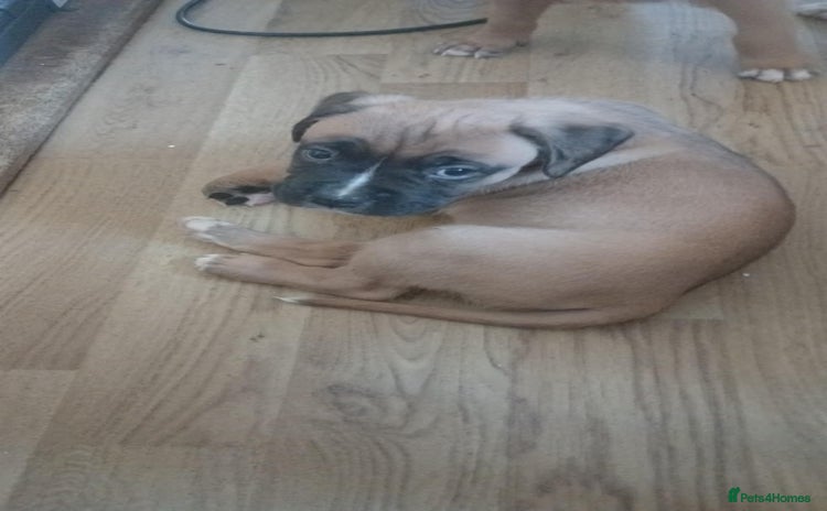 Boxer dogs - Advert 1