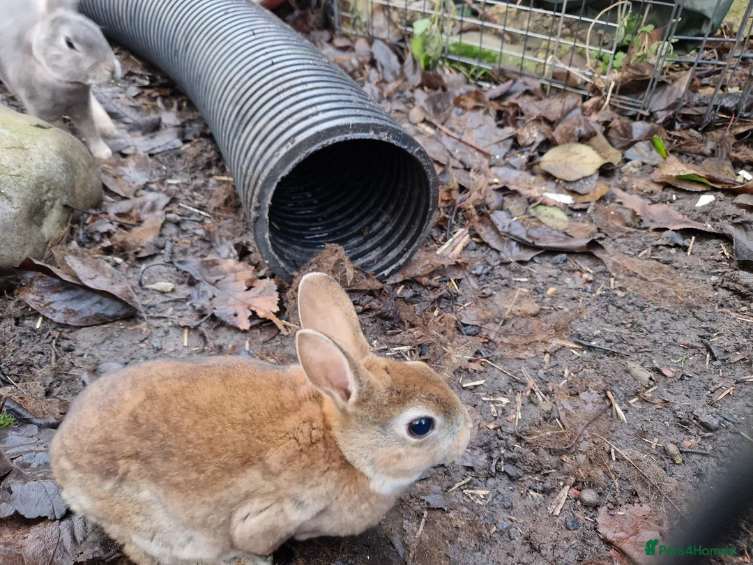 Rex rabbits for sale: Purebred, cute, friendly mini rex babies- m and f - Advert 7