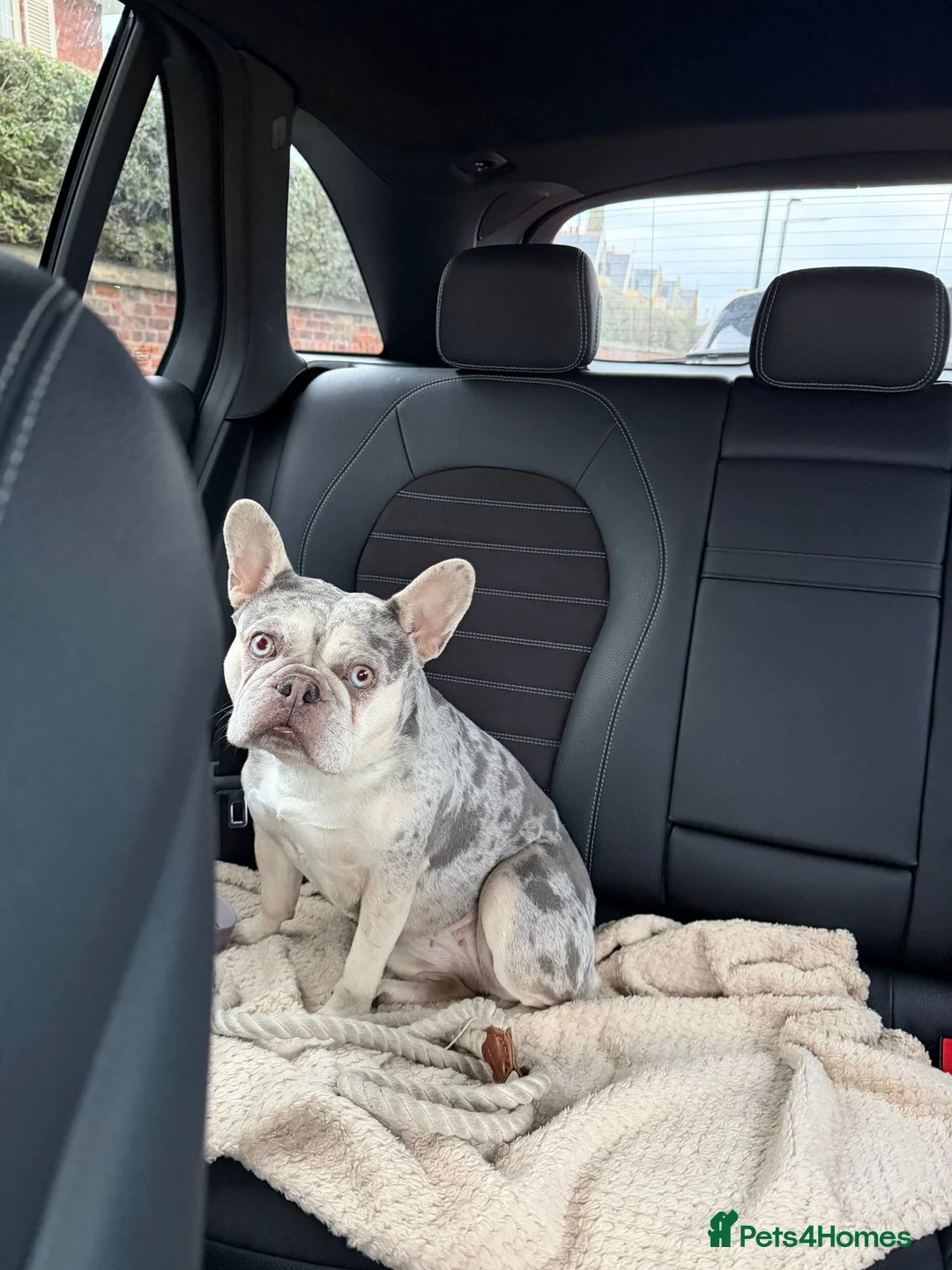 French Bulldog dogs for adoption: ❤️🐶 MIKA – A LITTLE FRENCHIE FULL OF CHARACTER in Blackburn - Advert 11