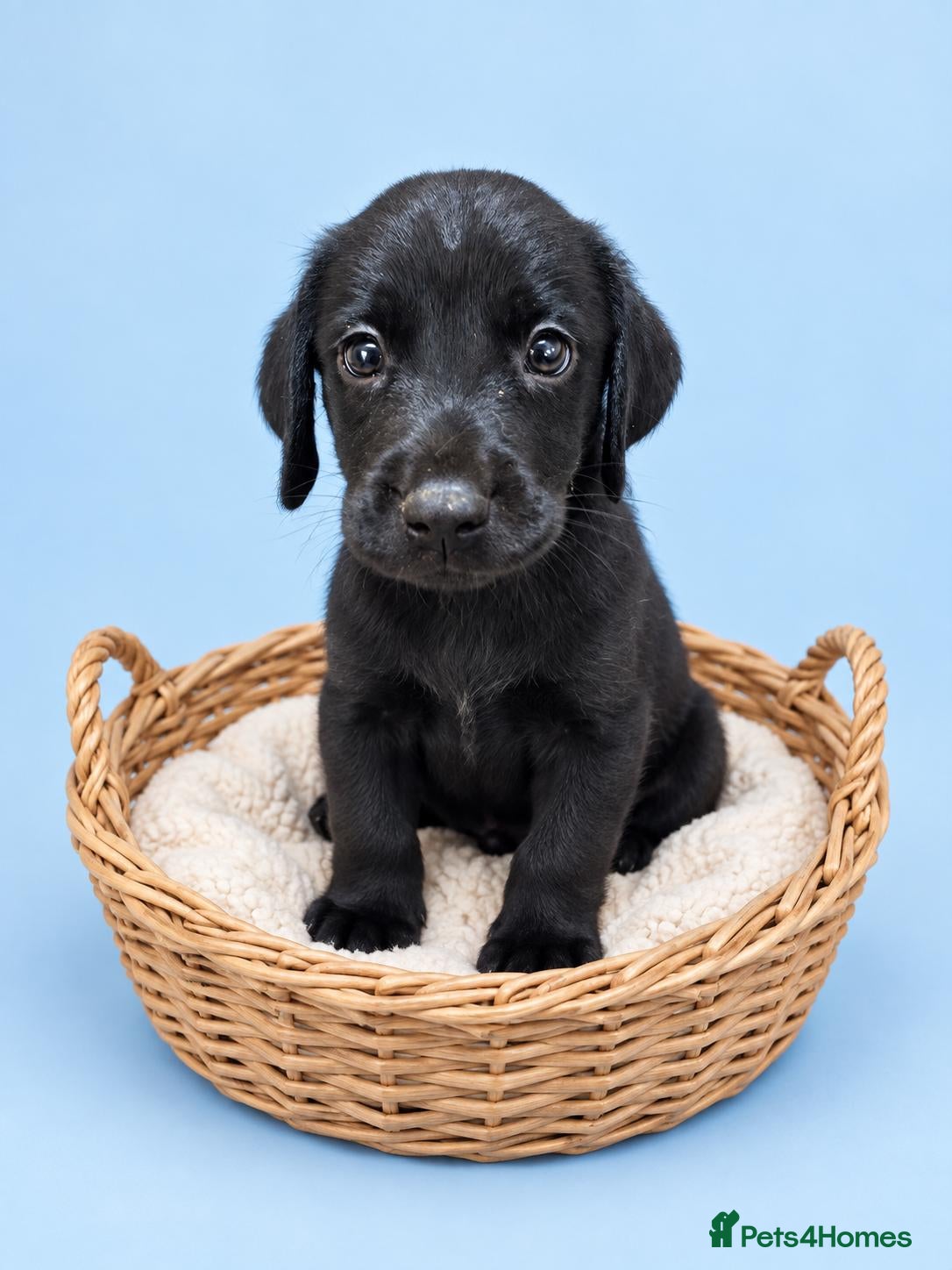 Labrador Retriever dogs READY TO LEAVE 3 BOYS Labrador retriever puppies - Advert 2
