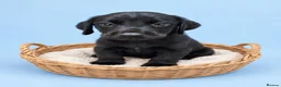 Labrador Retriever dogs for sale: READY TO LEAVE 3 BOYS Labrador retriever puppies - Advert 3