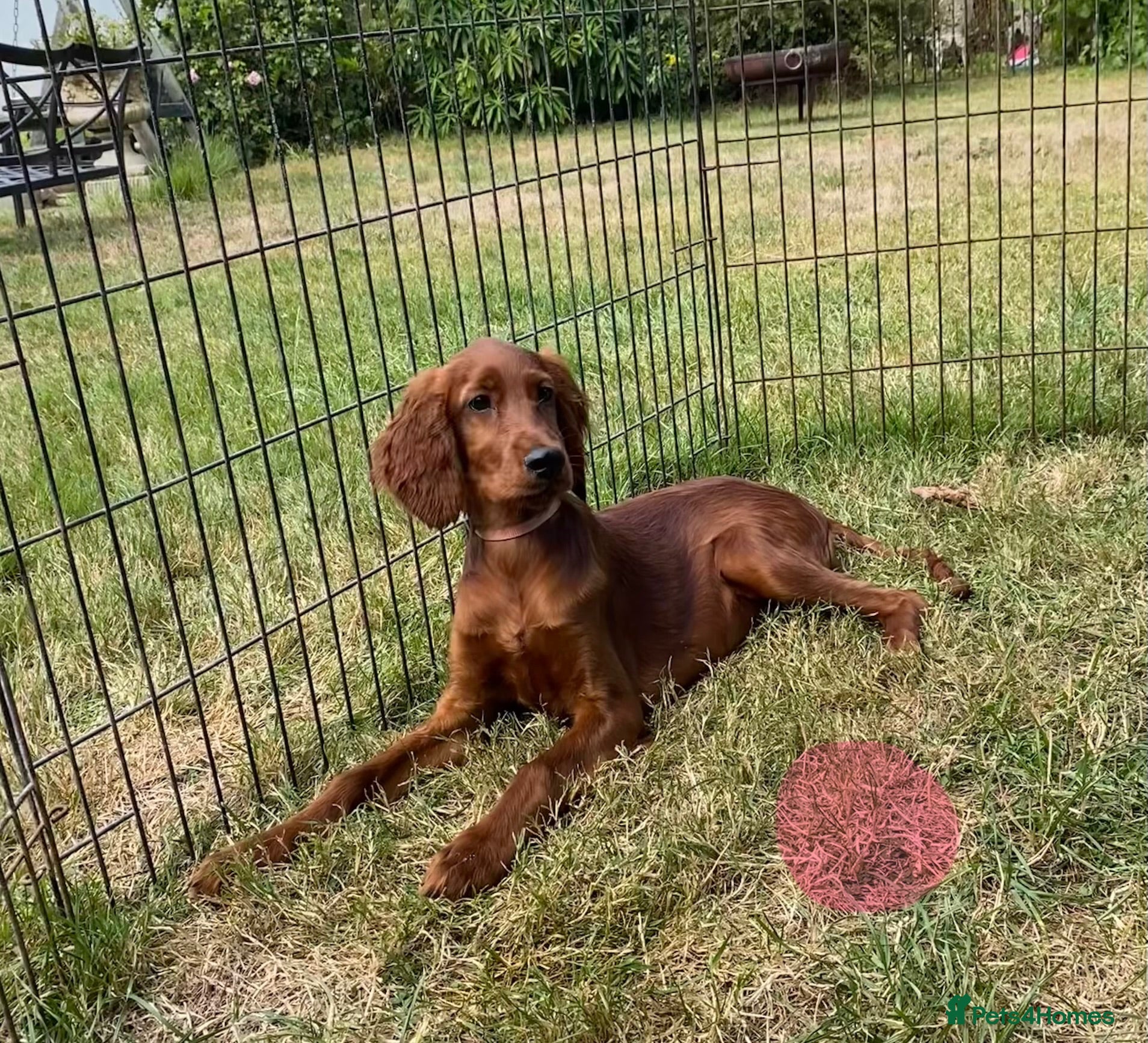 Irish Setter dogs Irish Setter Puppies - Last Boy and Girl. - Advert 2