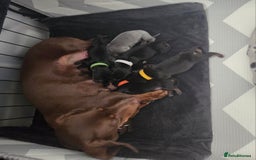 Miniature Dachshund dogs for sale: Miniature dachshund  - Image 6