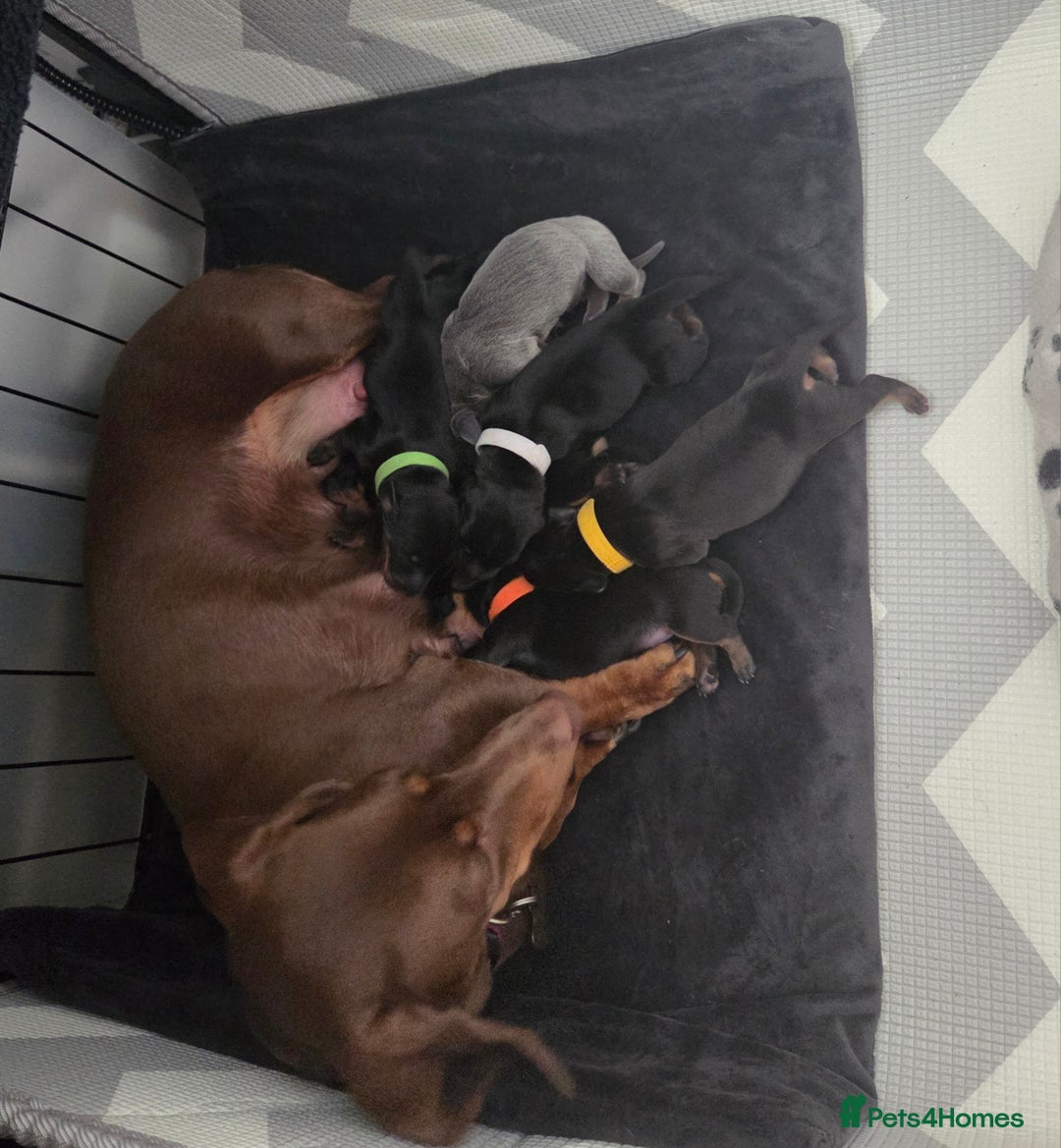 Miniature Dachshund dogs for sale: Miniature dachshund  - Image 6
