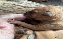 Whippet dogs for sale: Adorable KC reg Whippet puppies 🩷💙 - Image 15