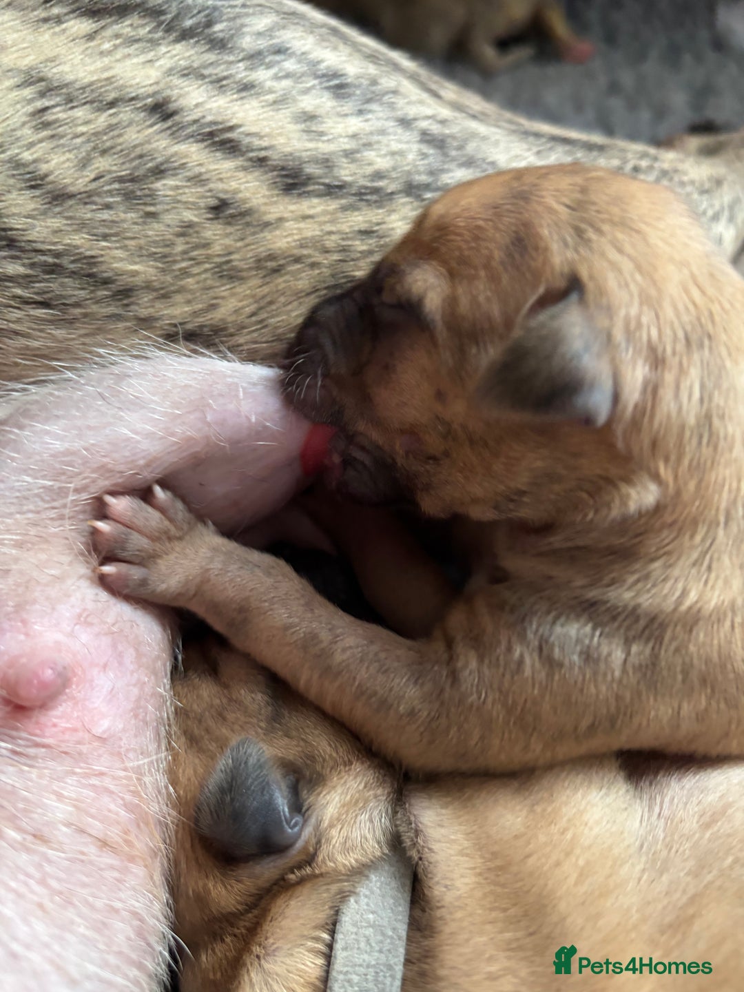 Whippet dogs for sale: Adorable KC reg Whippet puppies 🩷💙 - Image 15