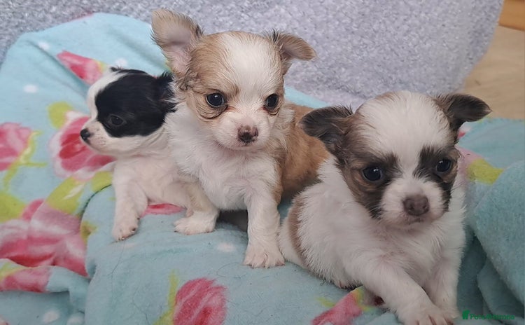 Chihuahua dogs - Advert 8