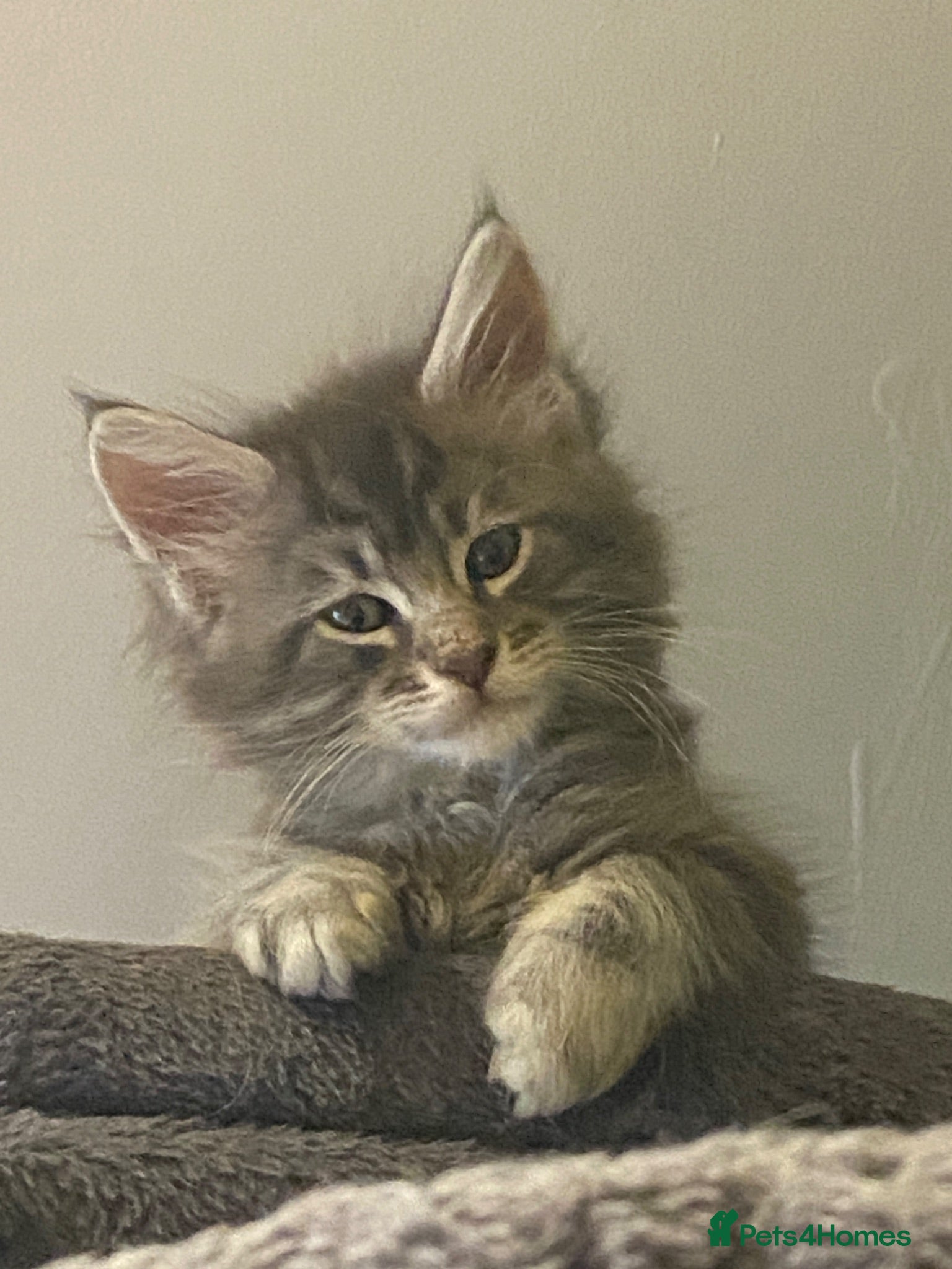 Maine Coon cats Last remaining little boy - Advert 13
