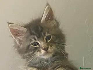 Maine Coon cats Last remaining little boy - Advert 13