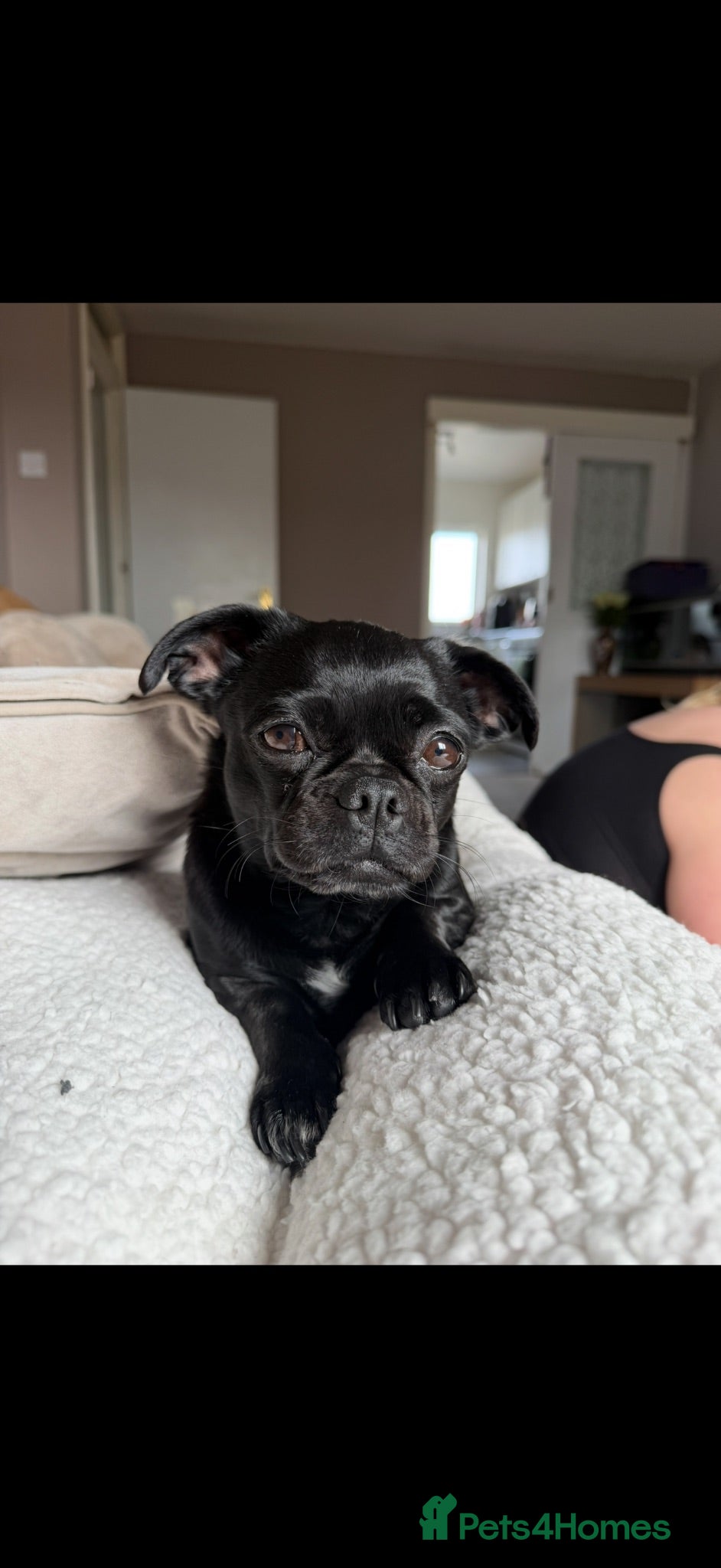 Mixed Breed dogs 6 year old Pug cross looking for new home - Advert 1