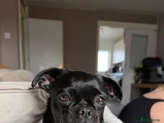 Mixed Breed dogs 6 year old Pug cross looking for new home - Advert 1
