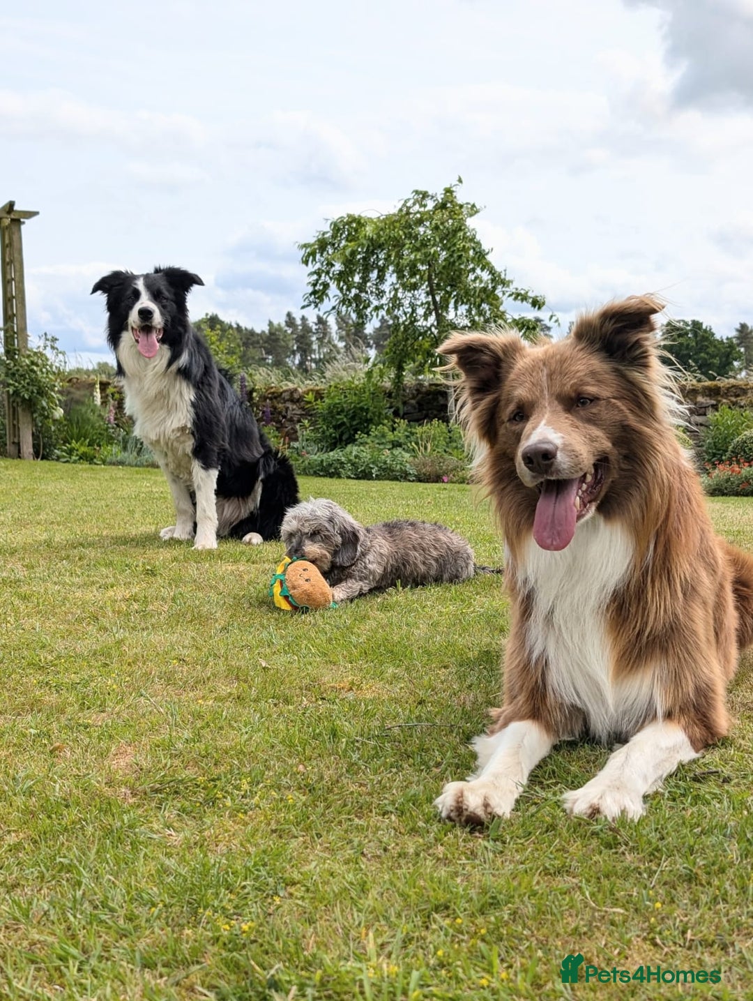 Border Collie dogs for stud: DNA cleared border collie for stud - Advert 5