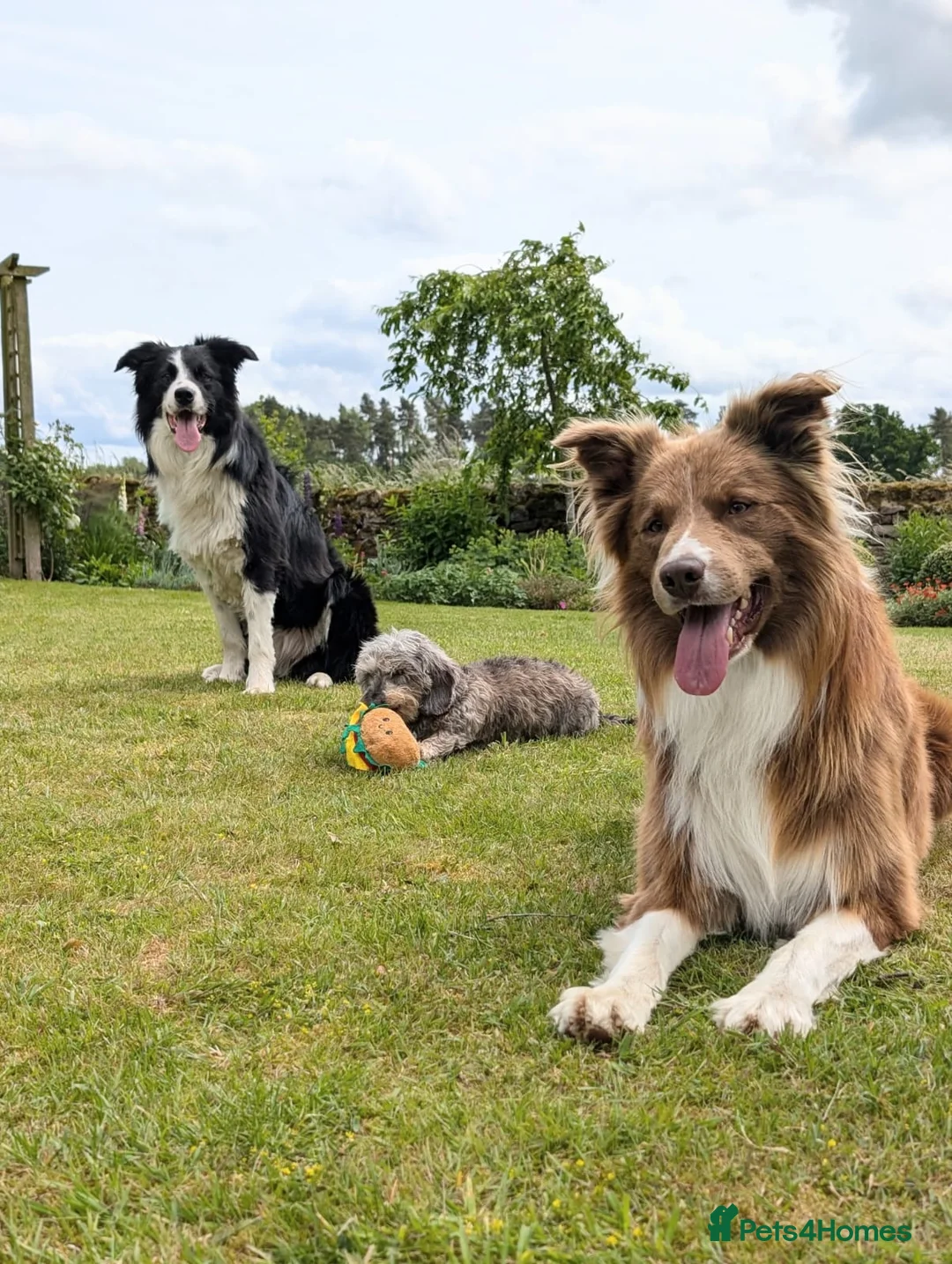 Border Collie dogs for stud: DNA cleared border collie for stud - Advert 5