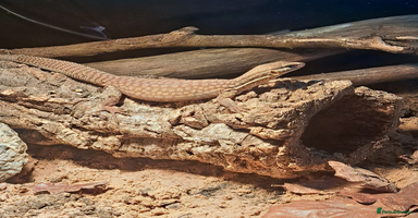 Dragon reptiles - Advert 4