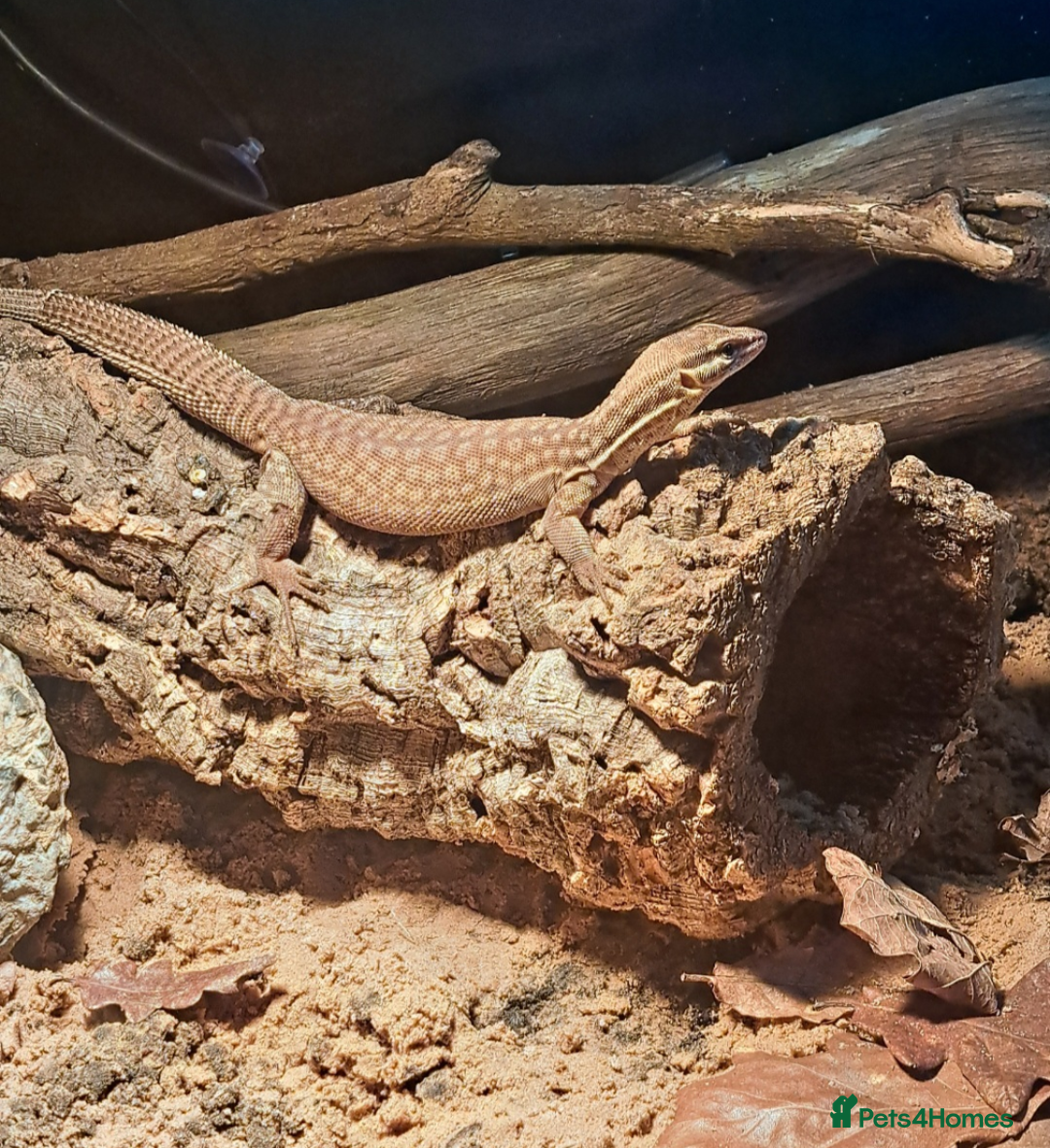 Dragon reptiles for sale: Ackie monitor yellow - Image 2