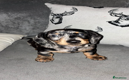 Miniature Dachshund dogs for sale: Mini dachshunds  - Advert 6