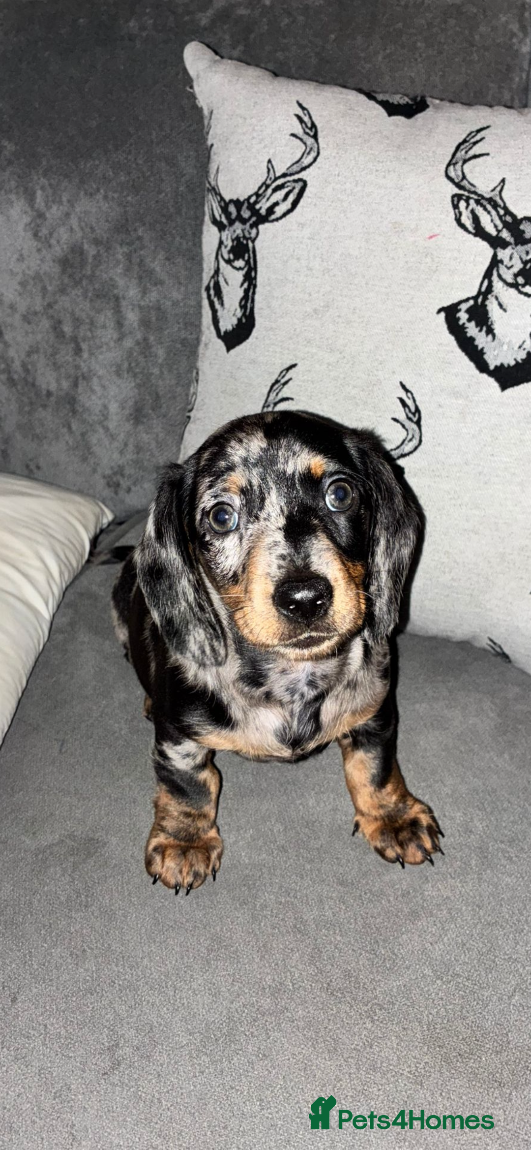 Miniature Dachshund dogs for sale: Mini dachshunds  - Advert 6