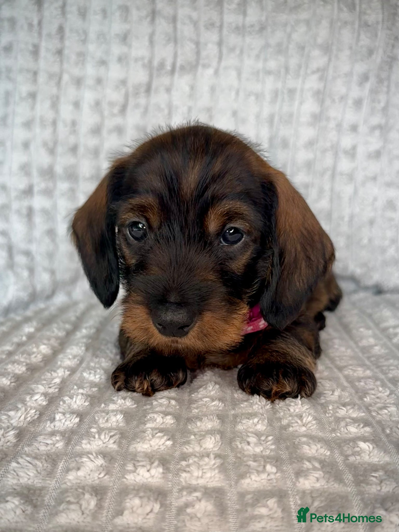 Miniature Dachshund dogs KC Reg Wire Haired Miniature Dachshund Puppies  - Advert 14