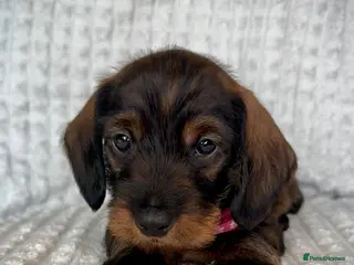 Miniature Dachshund dogs KC Reg Wire Haired Miniature Dachshund Puppies - Advert 14