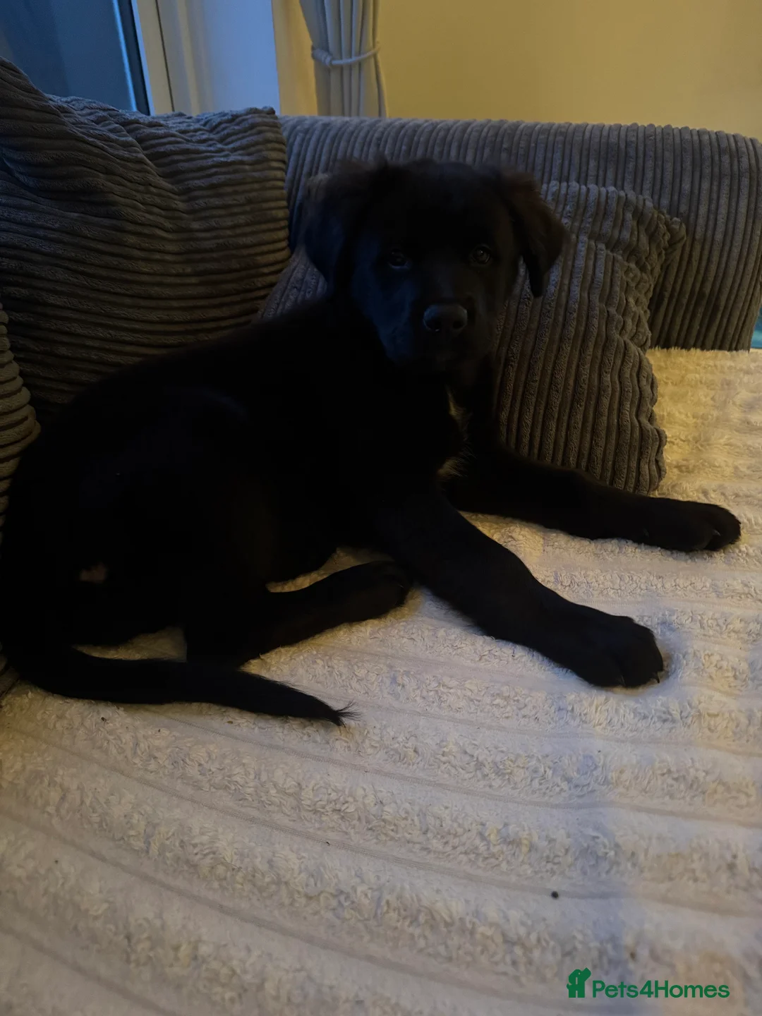 Mixed Breed dogs for sale: Beautiful girl - Advert 1