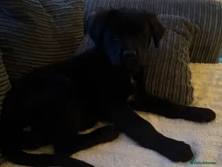 Mixed Breed dogs Beautiful girl - Advert 1