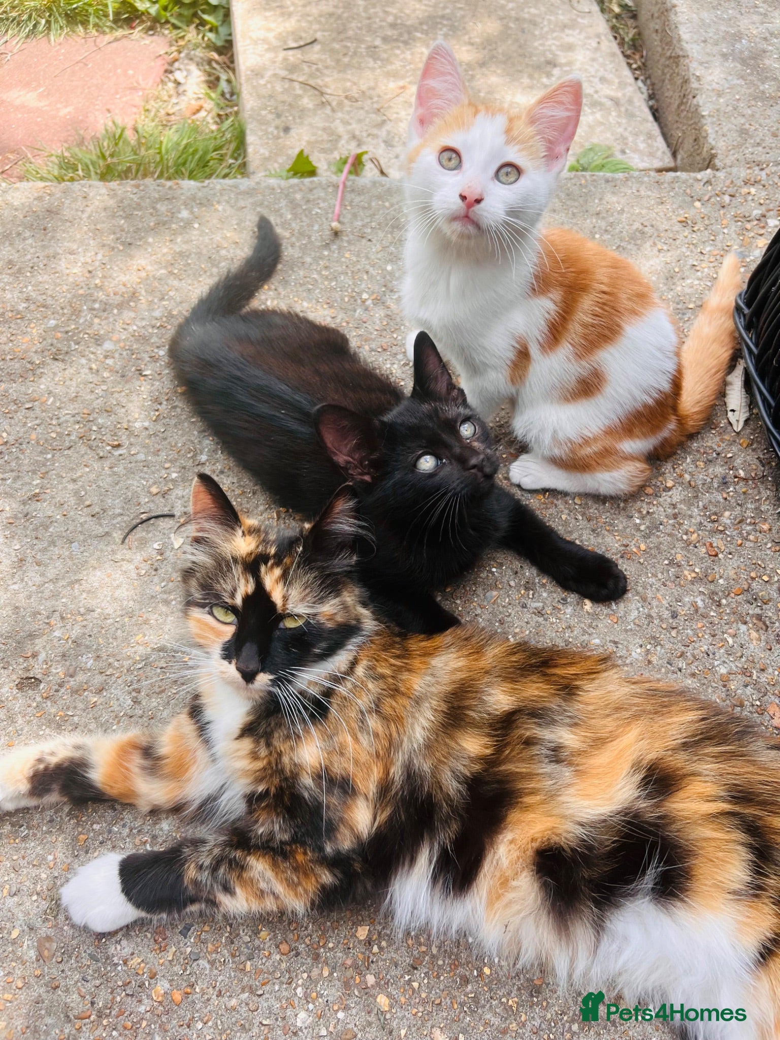 Mixed Breed cats Beautiful Playful  Kitten Ready for Loving Home - Advert 1
