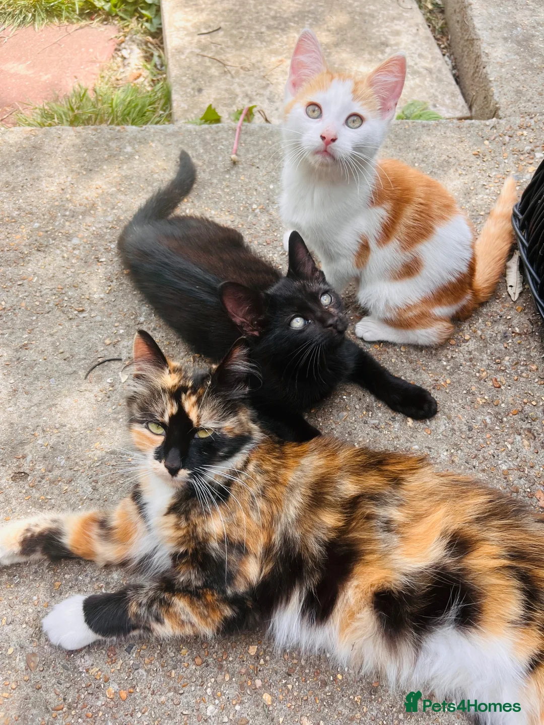 Mixed Breed cats for sale: Beautiful Playful  Kitten Ready for Loving Home - Advert 1