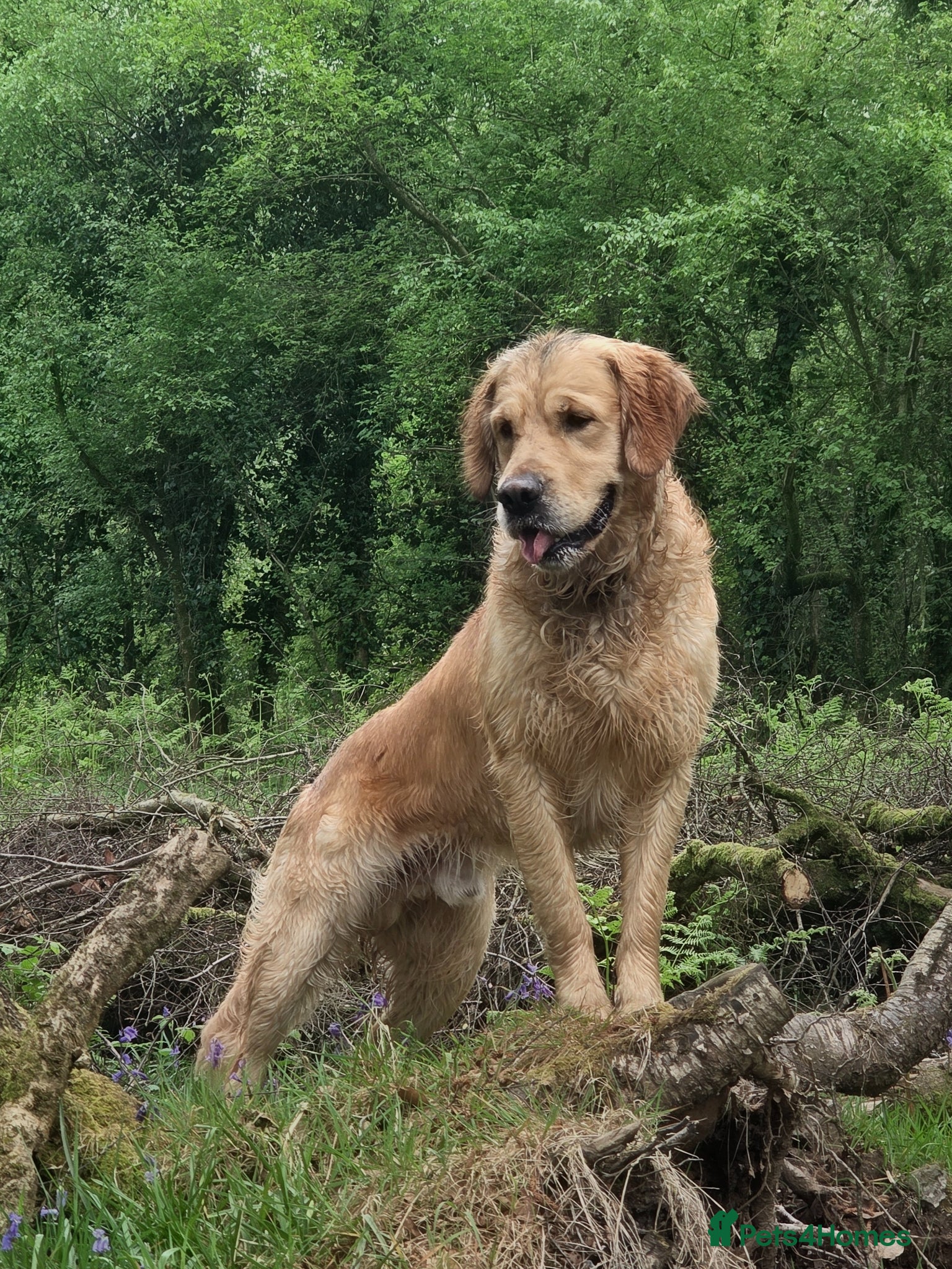 Golden Retriever dogs 0/0 Hips Proven Working Golden Retriever For Stud  - Advert 1