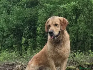 Golden Retriever dogs 0/0 Hips Proven Working Golden Retriever For Stud - Advert 1