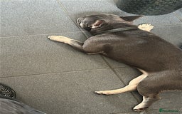 French Bulldog dogs for sale: Misty - Image 3