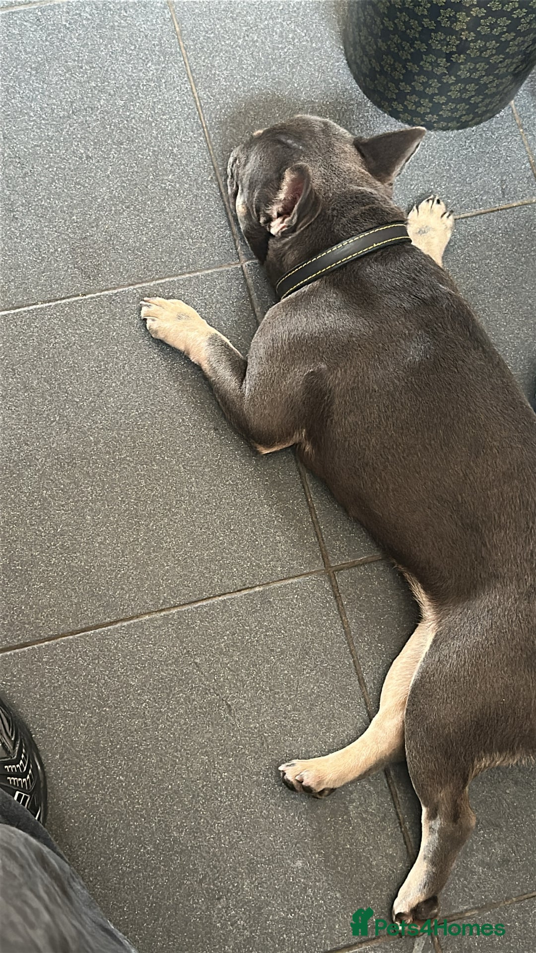 French Bulldog dogs for sale: Misty - Image 3