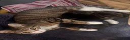 Mixed Breed cats for sale: Adorable kittens in Chesham - Advert 10
