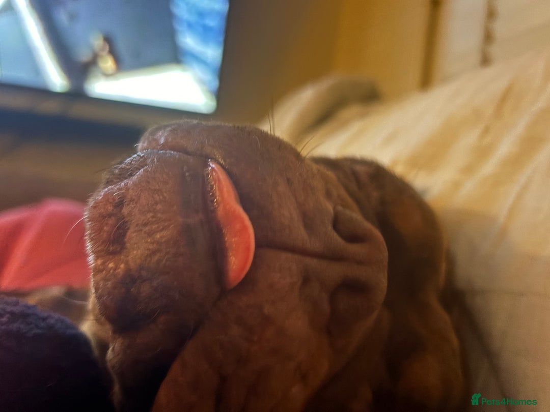 Olde English Bulldogge dogs for sale: Loving oldEngland Bulldog Lookingfor a 4eva Home  - Advert 7