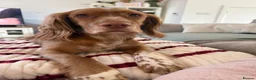 Cocker Spaniel dogs for sale: Rolo - Needing His Forever Home - Advert 6