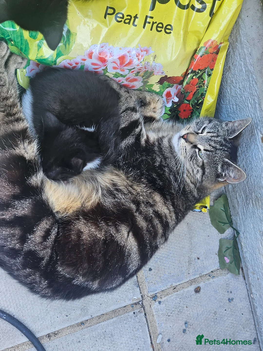Mixed Breed cats for sale: 3 kittens  in Norwich - Advert 1