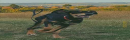 Mixed Breed dogs for sale: Diablo - Doberman cross Lurcher  - Advert 8