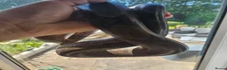Boa Snake reptiles for sale: isle de maize dwarf boa+ vivarium in West Bromwich - Advert 6