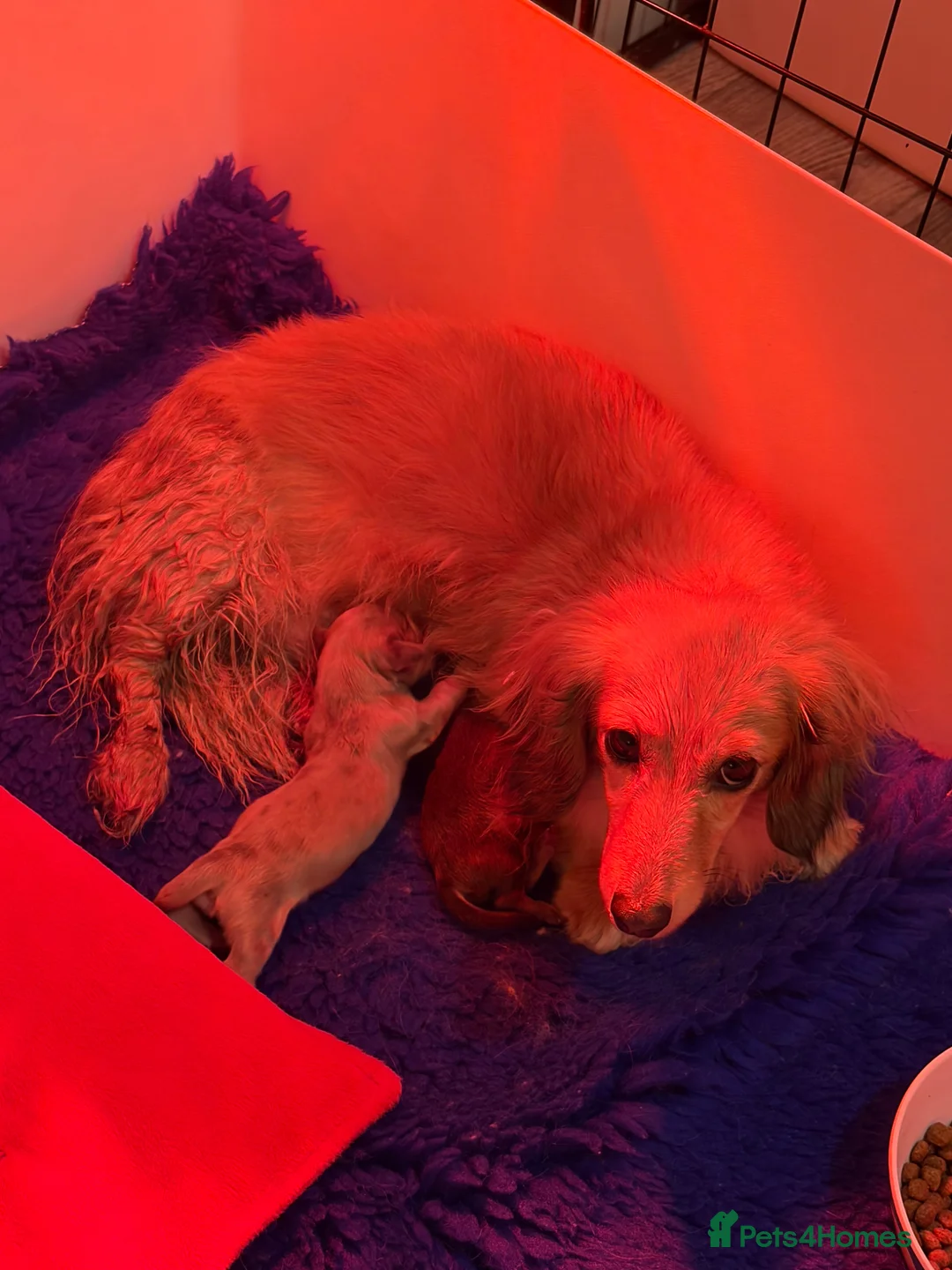 Miniature Dachshund dogs for sale: Miniature long haired cream boys  - Advert 9