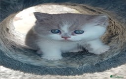 British Shorthair cats for sale: Gorgeous British short-hair kittens  - Image 4