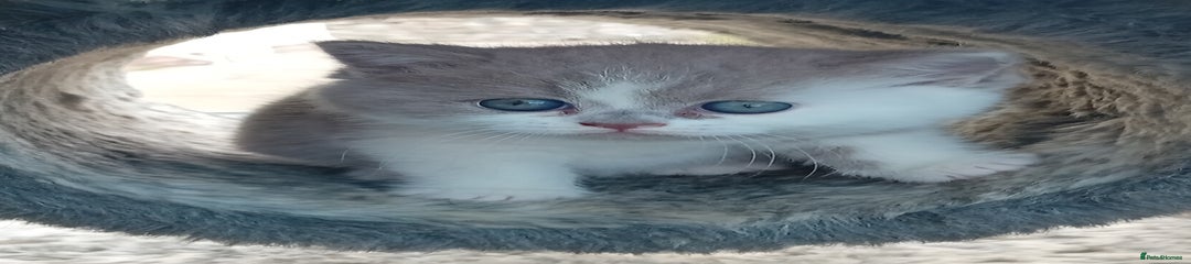 British Shorthair Kitten 3