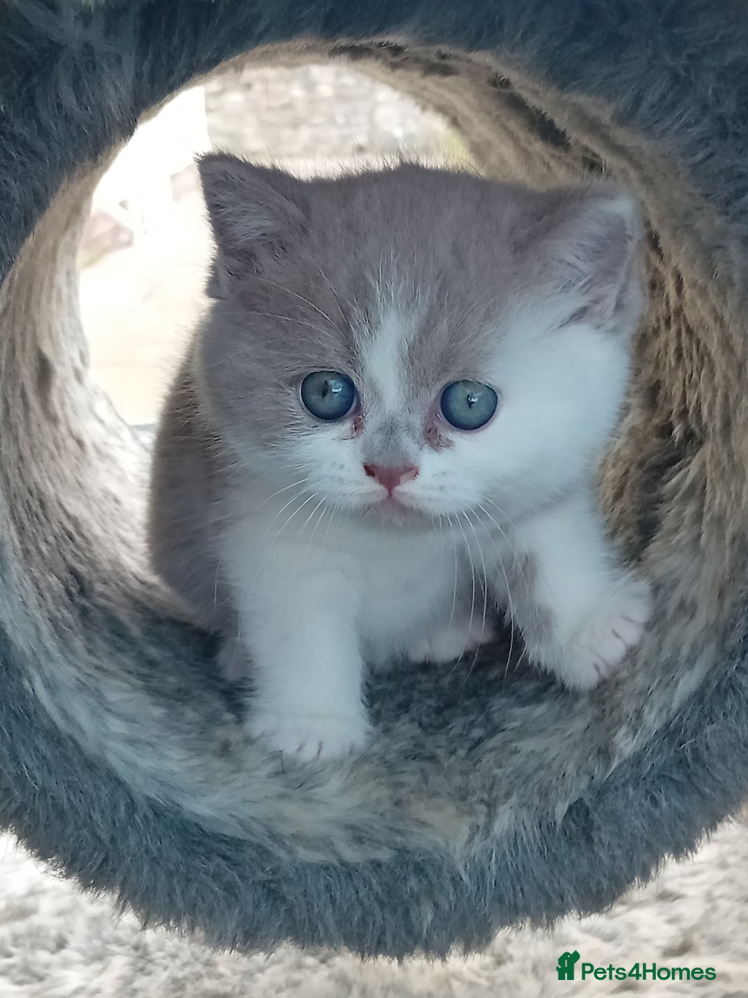 British Shorthair cats for sale: Gorgeous British short-hair kittens  - Image 4