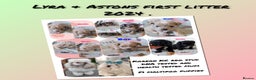 Maltipoo dogs for sale: Quality unique f1 tiny korean maltipoo puppies  - Advert 19