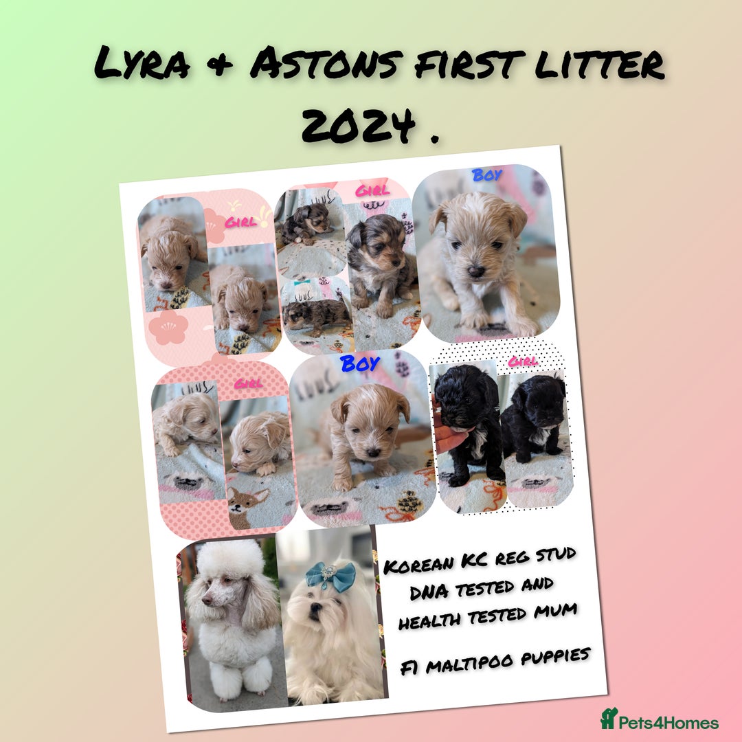 Maltipoo dogs for sale: Quality unique f1 tiny korean maltipoo puppies  - Advert 19