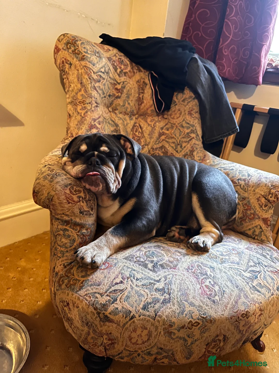 English Bulldog dogs for sale: English bulldog - KC Registered  - Advert 2