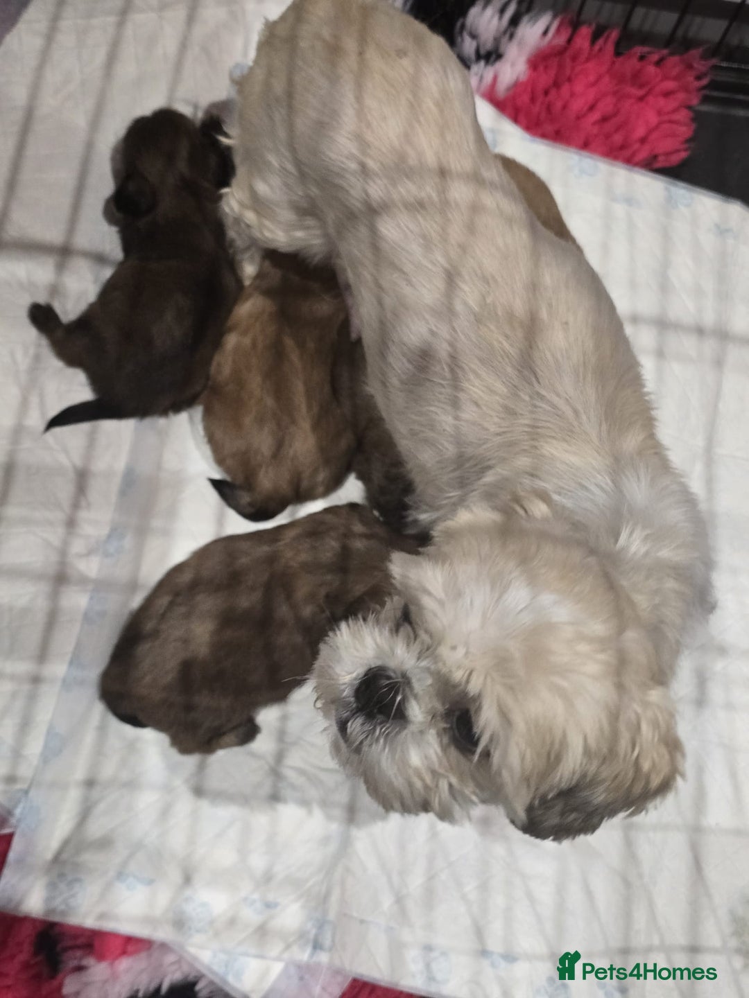 Shih Tzu dogs for sale: Shih Tzu Puppies - Advert 2