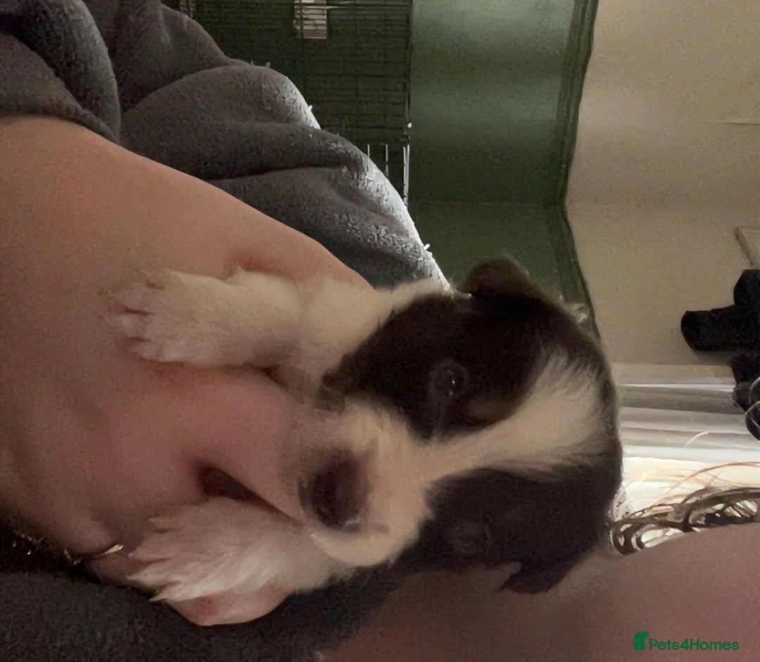 Border Collie dogs for sale: Litter of 7 border collies - Advert 18