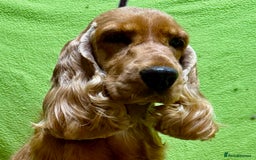 Cocker Spaniel dogs for adoption: Hazel’s Story: Left Behind, Fighting to Survive - Image 6